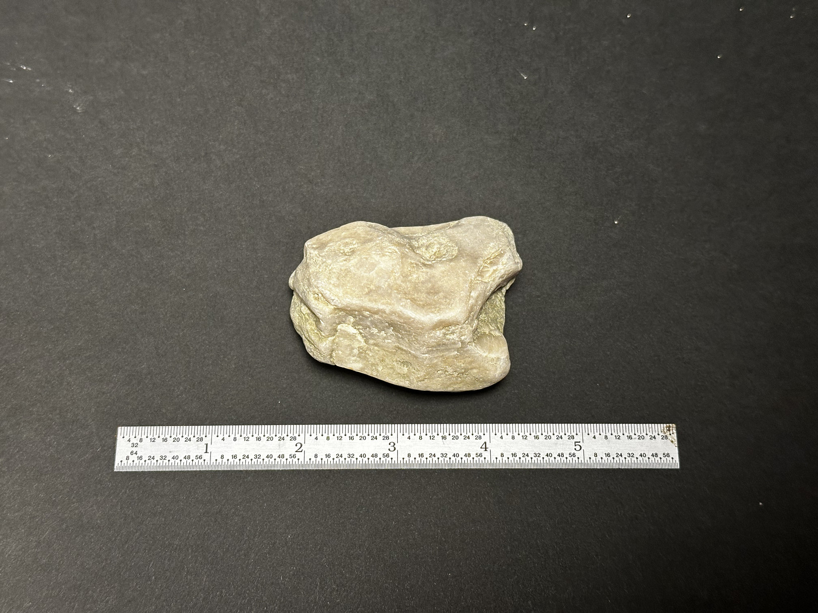 Silicified Sedimentary Rock specimen