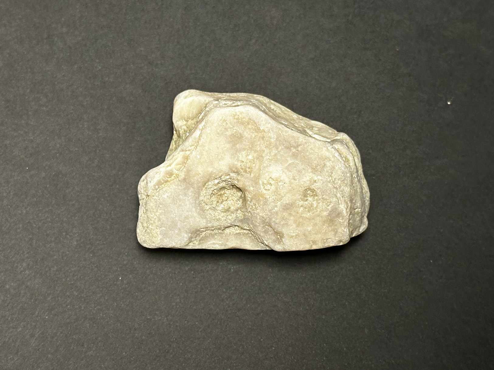 Silicified Sedimentary Rock specimen