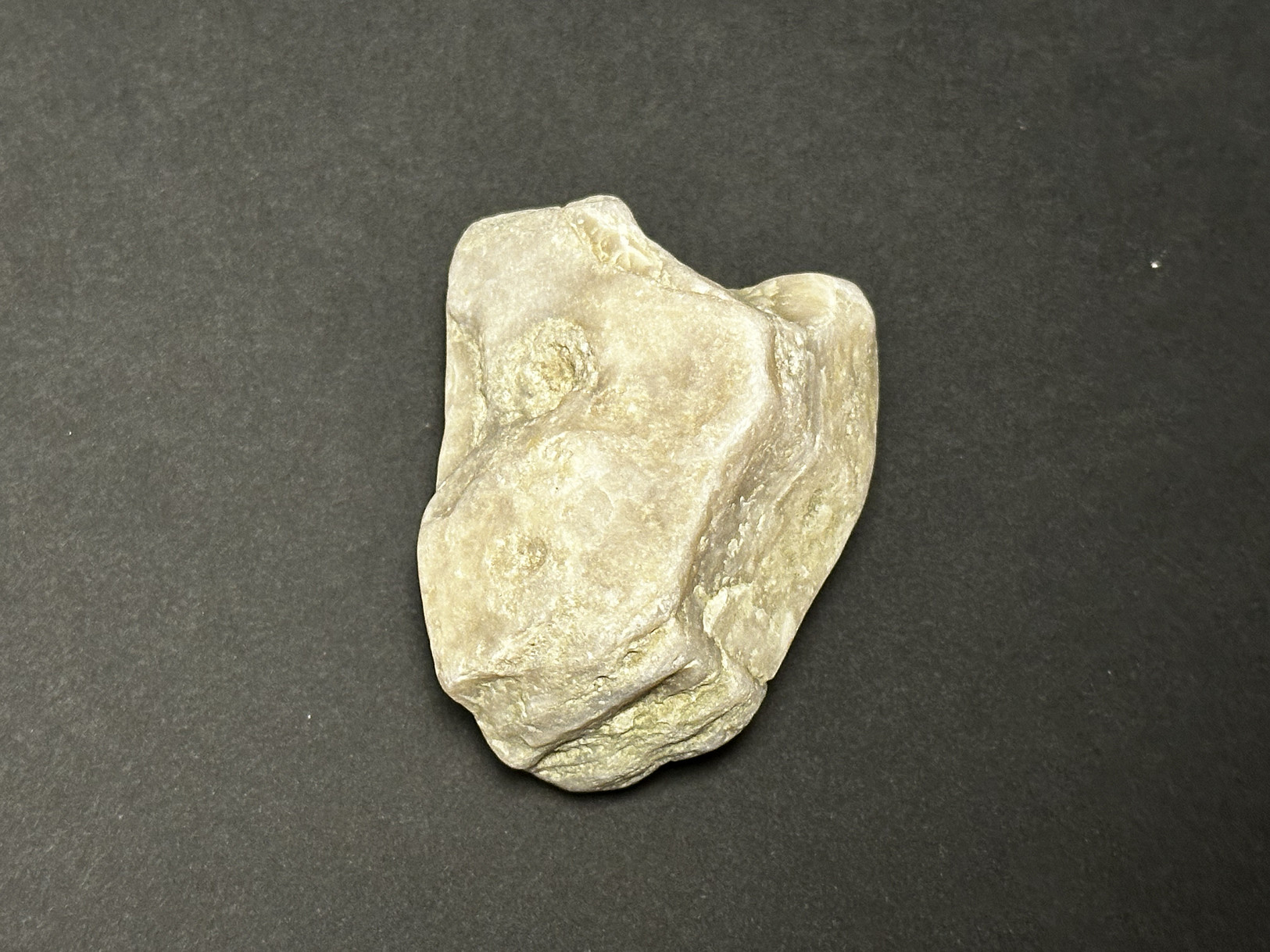 Silicified Sedimentary Rock specimen