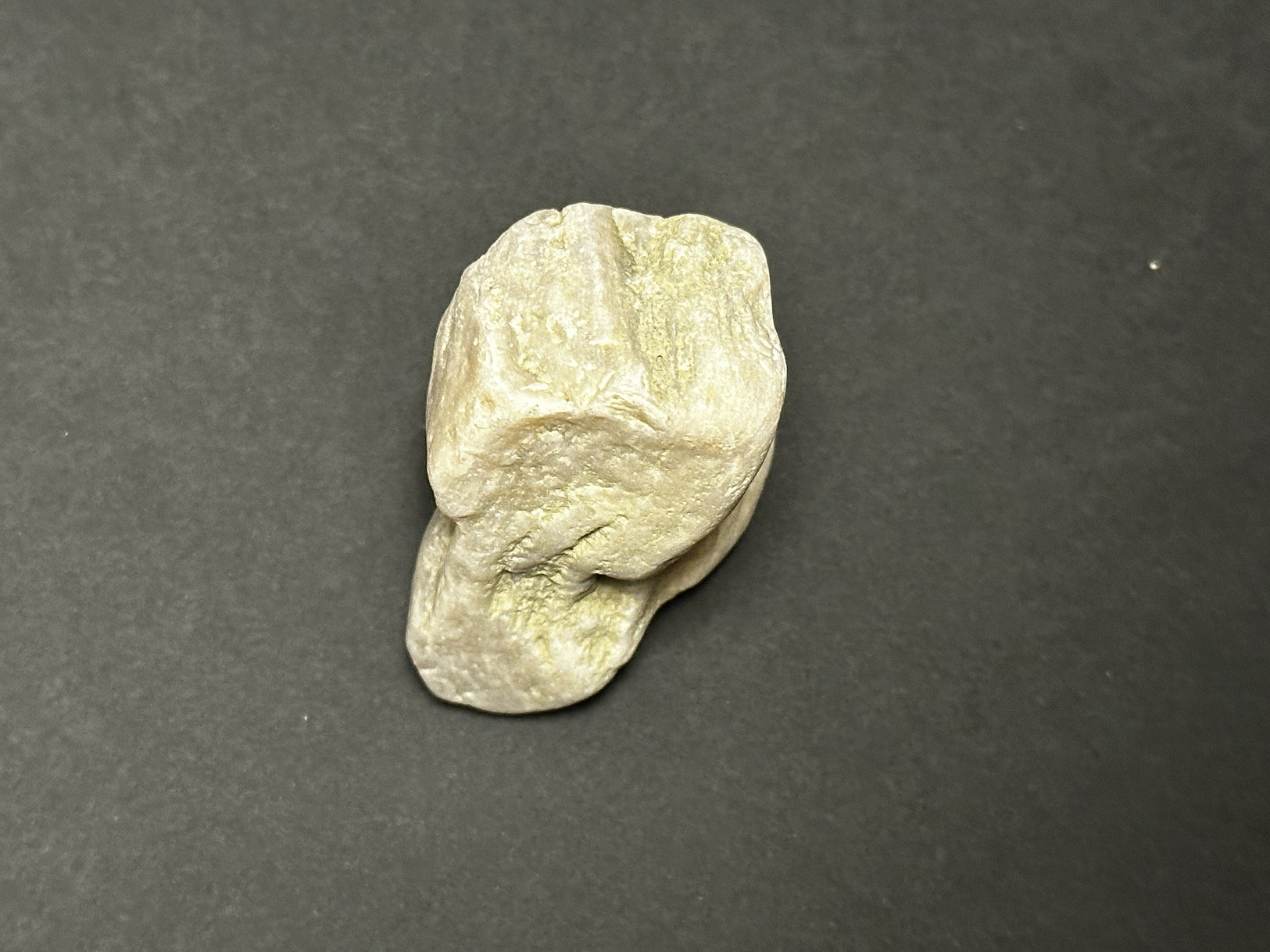 Silicified Sedimentary Rock specimen