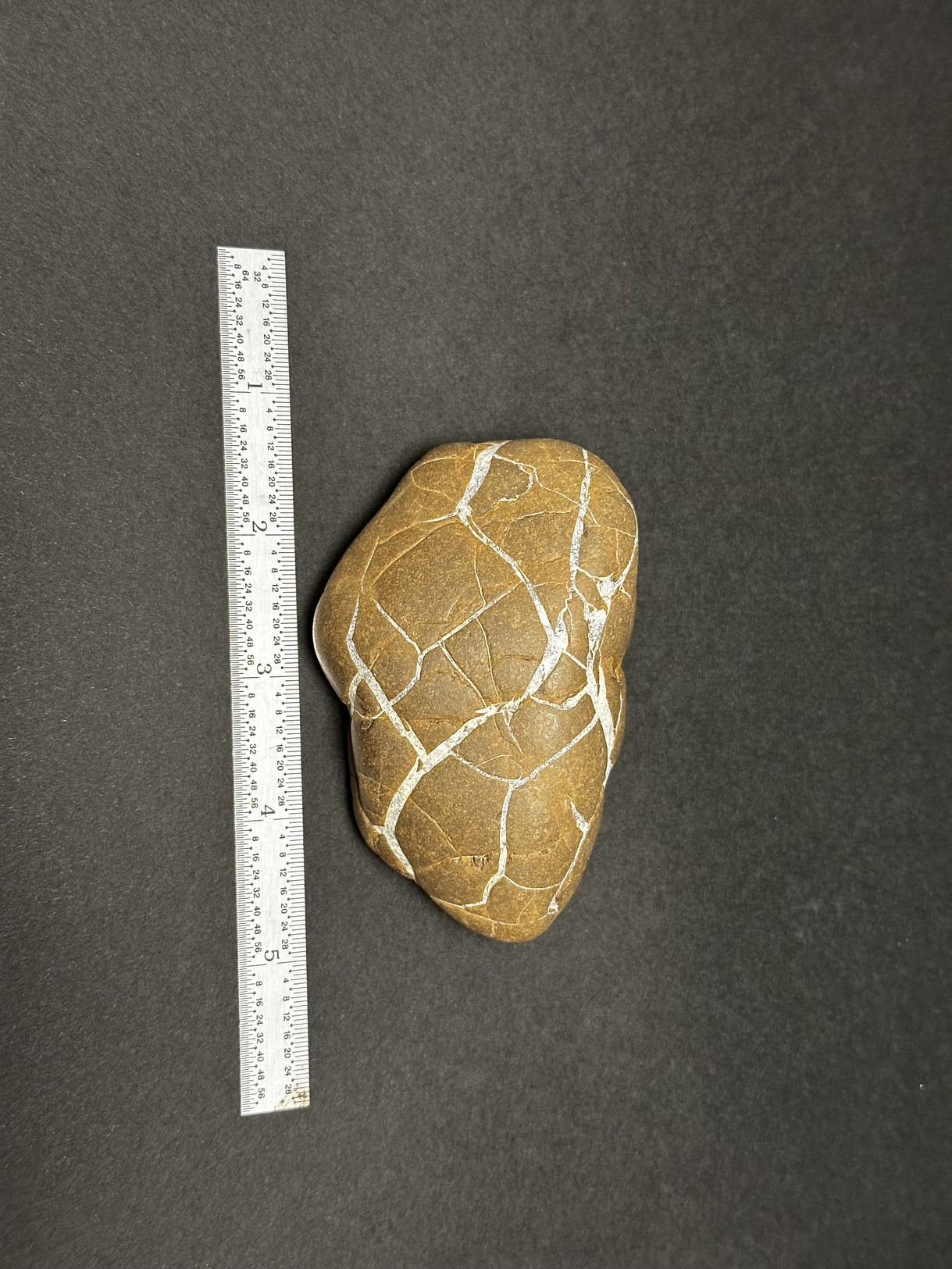 Septarian Nodule specimen