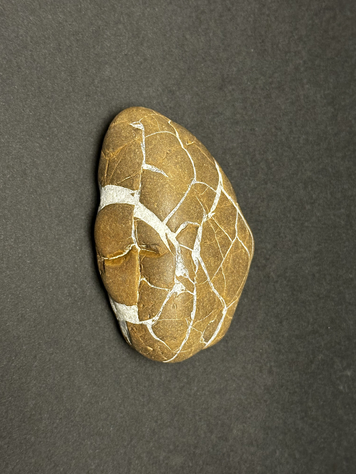 Septarian Nodule specimen