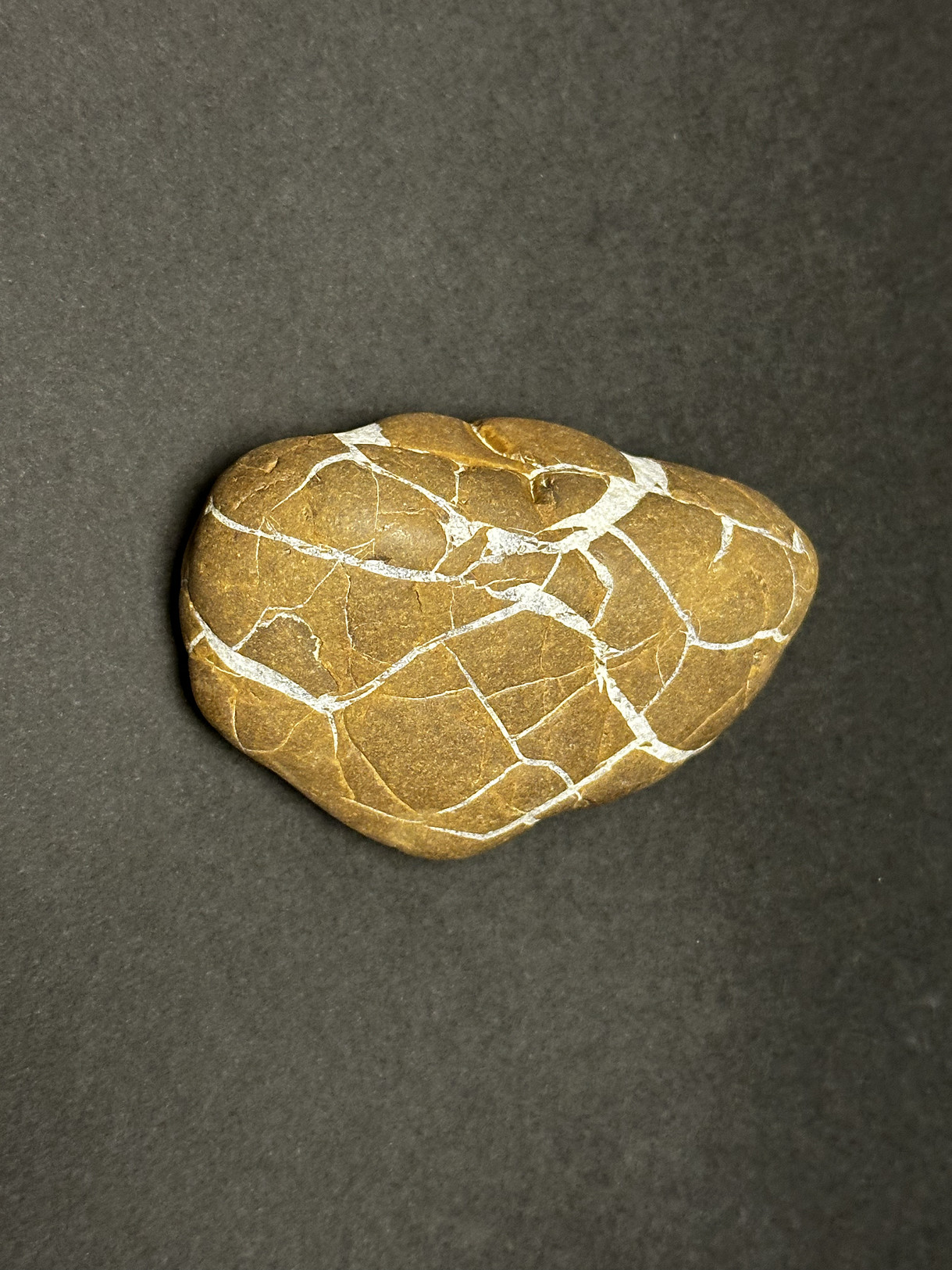 Septarian Nodule specimen